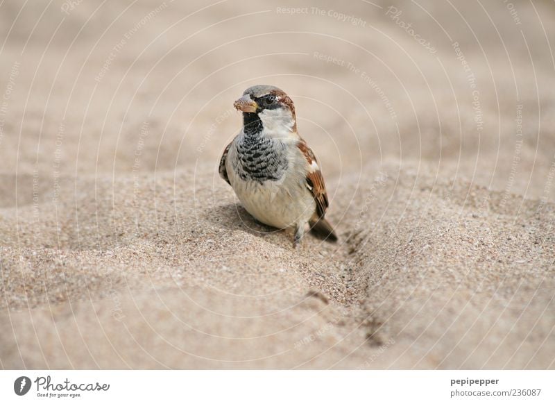 piepmatz Umwelt Natur Sand Sommer Küste Strand Tier Nutztier Vogel Tiergesicht Flügel 1 stehen braun Spatz Farbfoto Außenaufnahme Nahaufnahme Detailaufnahme