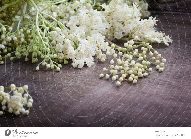 Holunderblüten Frühling Pflanze Blüte authentisch Duft frisch Gesundheit natürlich liegen weiß Farbfoto Innenaufnahme Menschenleer Textfreiraum unten Tag