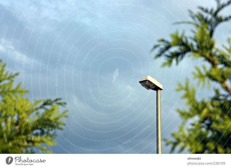 Laterne Himmel Wolken Pflanze Zypresse grün Straßenbeleuchtung Laternenpfahl Farbfoto Außenaufnahme Textfreiraum oben Abend Schwache Tiefenschärfe Menschenleer