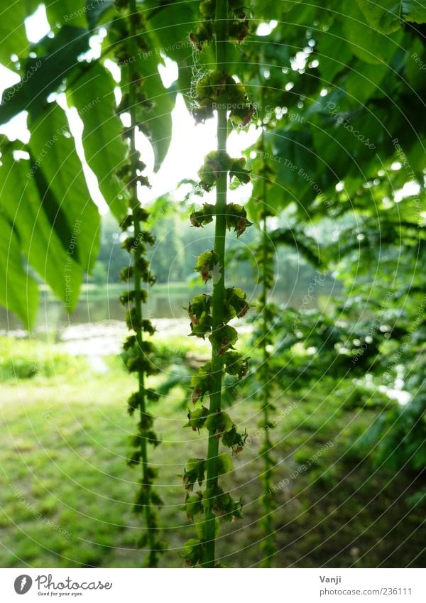 Grünes Lametta Natur Pflanze Frühling Baum Park Wiese Seeufer Klima Blatt hängend grün Farbfoto Außenaufnahme Tag herunterhängend Pflanzenteile Menschenleer