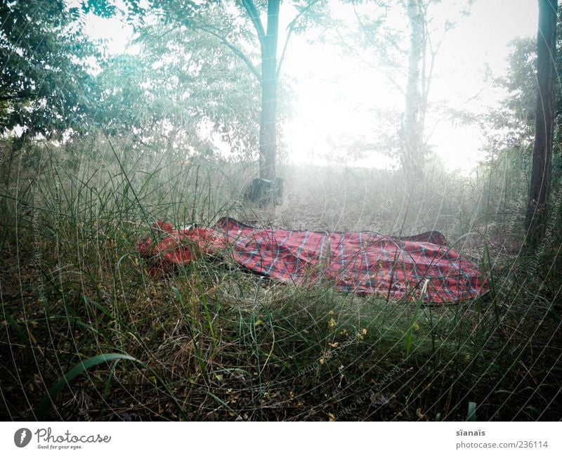 verliebter ort Ferien & Urlaub & Reisen Ausflug Camping Umwelt Natur Landschaft Sommer Nebel Wiese Wald kalt träumen Einsamkeit ruhig Picknick Decke Farbfoto