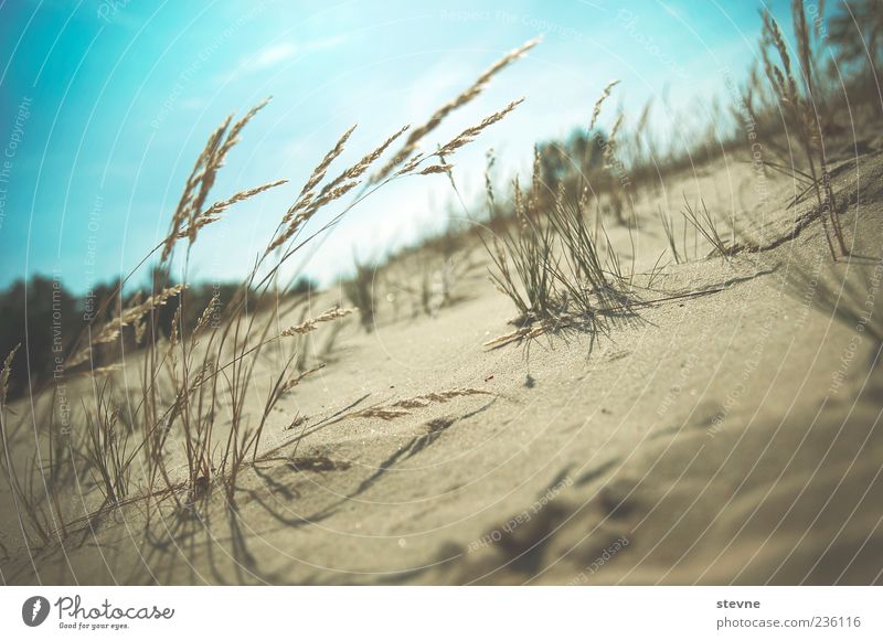 Sommer... Natur Sand Sonnenlicht Schönes Wetter Farbfoto Außenaufnahme Menschenleer Tag Gegenlicht Wind Dünengras Himmel Schatten