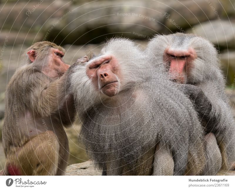 Pavian Pacha Tier Wildtier Tiergesicht Fell Zoo Affen 3 Tiergruppe Rudel Gelassenheit geduldig ruhig lausen Farbfoto Außenaufnahme Tag Licht Unschärfe