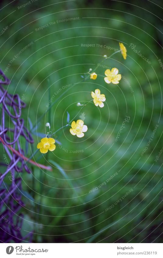 Zaungäste Blume Blüte Gartenzaun Blühend gelb grün sanft zierlich klein Farbfoto Gedeckte Farben Nahaufnahme Menschenleer Tag Schwache Tiefenschärfe Hahnenfuß