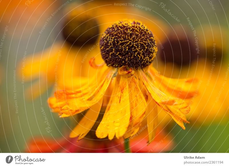 Blüten im Sommer Wellness Leben harmonisch Wohlgefühl Zufriedenheit Erholung ruhig Meditation Dekoration & Verzierung Tapete Bild Postkarte Muttertag Geburtstag