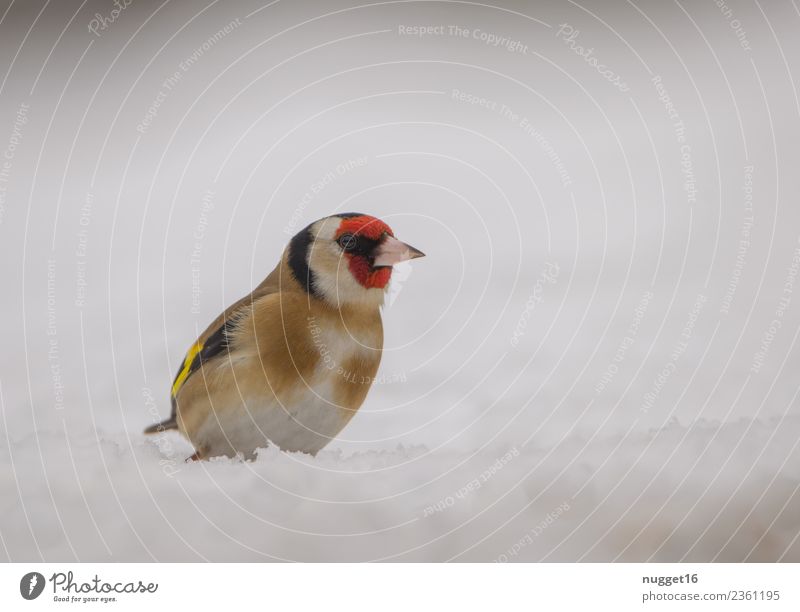 Stieglitz im Schnee Umwelt Natur Tier Frühling Herbst Winter Schönes Wetter Eis Frost Schneefall Garten Park Wiese Feld Wald Wildtier Vogel Tiergesicht Flügel