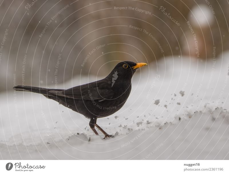 Amsel im Schnee Umwelt Natur Tier Frühling Herbst Winter Klima Wetter Schönes Wetter Eis Frost Schneefall Garten Park Wiese Wald Wildtier Vogel Tiergesicht