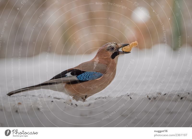 Eichelhäher mit Erdnuss Umwelt Natur Landschaft Tier Herbst Winter Schönes Wetter Eis Frost Schnee Schneefall Sträucher Garten Park Wiese Wald Wildtier Vogel