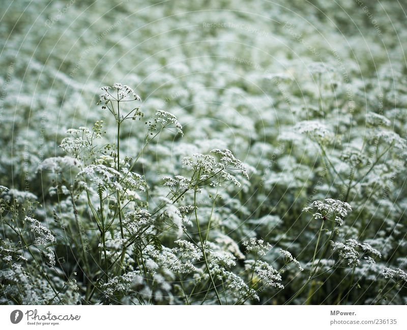 Unkraut Umwelt Natur Pflanze grün weiß Wiese Blüte Farbfoto Außenaufnahme Nahaufnahme Tag Schwache Tiefenschärfe Menschenleer Unschärfe