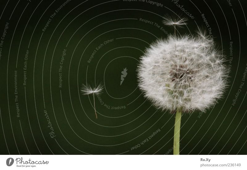 Pusteblume Natur Luft Pflanze Blume Blüte fliegen mehrfarbig grün weiß Bewegung Farbfoto Außenaufnahme Nahaufnahme Detailaufnahme Tag Kontrast Menschenleer