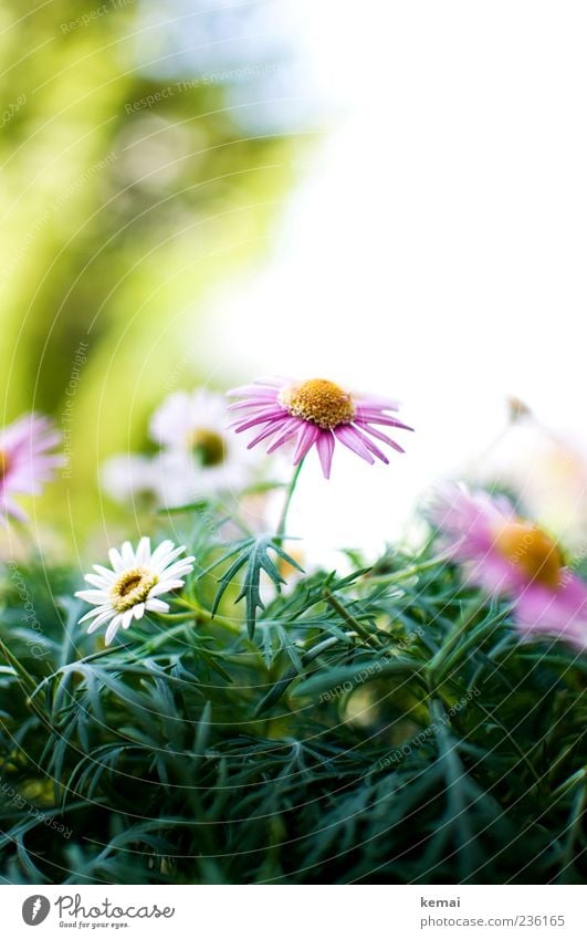 Margerite Umwelt Natur Pflanze Sonnenlicht Sommer Blume Blüte Blühend Wachstum schön rosa weiß Frühlingsgefühle Farbfoto Nahaufnahme Tag Licht Kontrast