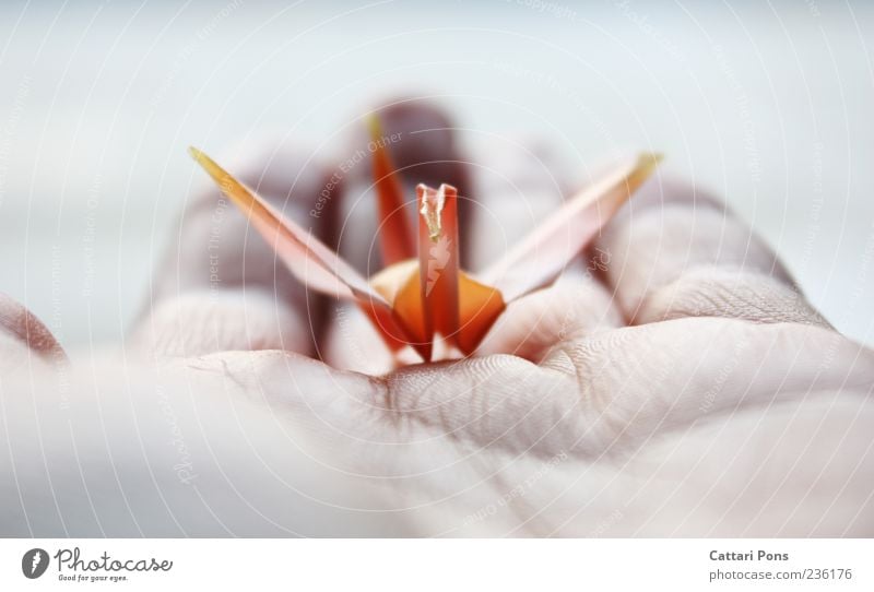 find a way... Hand Finger Vogel Kranich Schwan festhalten tragen hell klein nah dünn weich Vertrauen träumen Wunsch Origami Papier Leichtigkeit leicht Basteln