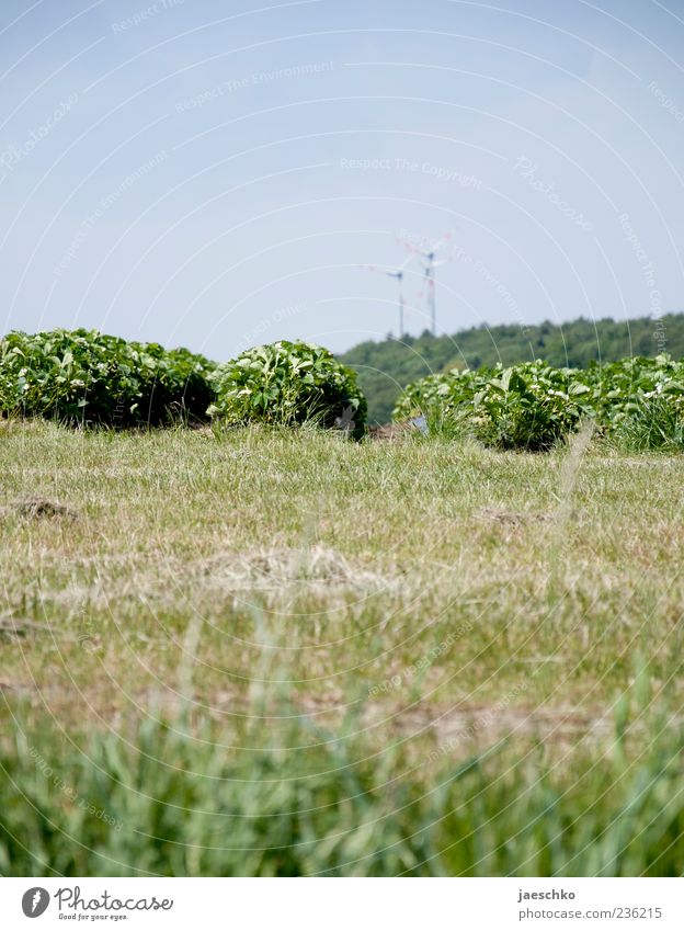 Bioerdbeeren Windkraftanlage Umwelt Natur Landschaft Frühling Sommer Klima Klimawandel Schönes Wetter Nutzpflanze Feld Hügel Energie Umland ländlich Deutschland