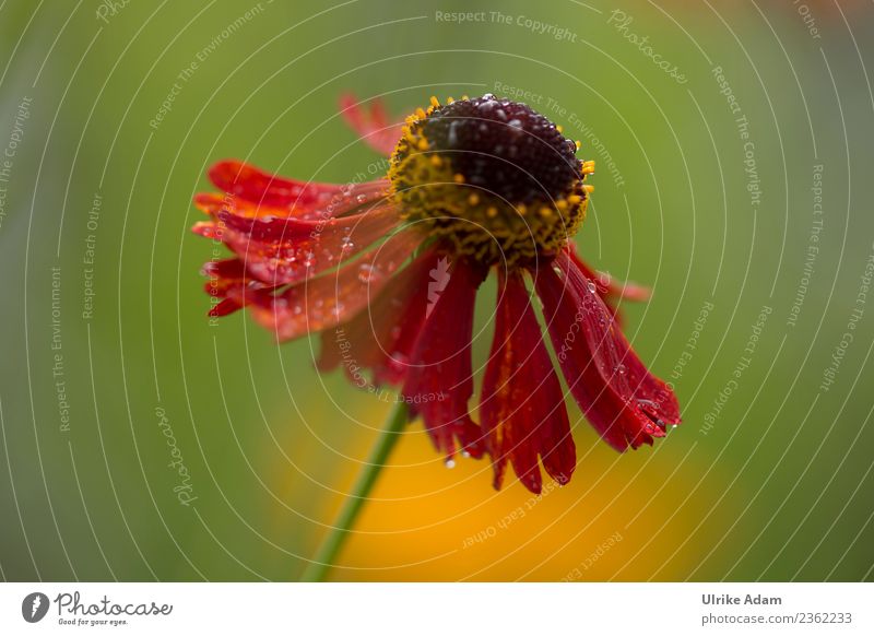 Tropfnass - Die Sonnenbraut Natur Pflanze Wassertropfen Sonnenlicht Sommer Herbst Blume Blüte Helenium Sneezeweed Garten Park Blühend außergewöhnlich natürlich