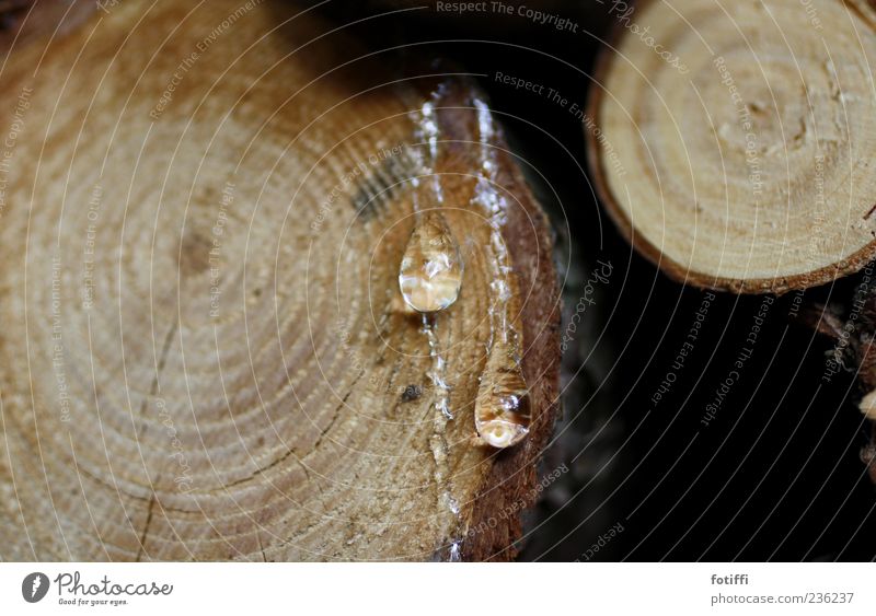 Darf ich dir mein Herz harzen* ? Natur rund Baumharz Baumstamm Tropfen kleben Kreis Flüssigkeit organisch hydrophob Gedeckte Farben Außenaufnahme Menschenleer