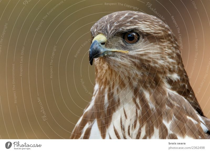 Mäusebussard Tourismus Abenteuer Freiheit Wissenschaften Natur Tier Wildtier Vogel Tiergesicht 1 beobachten Jagd elegant listig wild braun Tatkraft Einsamkeit