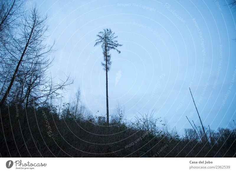 Waldlichtung zur blauen Stunde Natur Landschaft Pflanze Luft Himmel Herbst Winter Dürre Baum Sträucher Hügel Erholung dunkel gruselig kalt natürlich trist