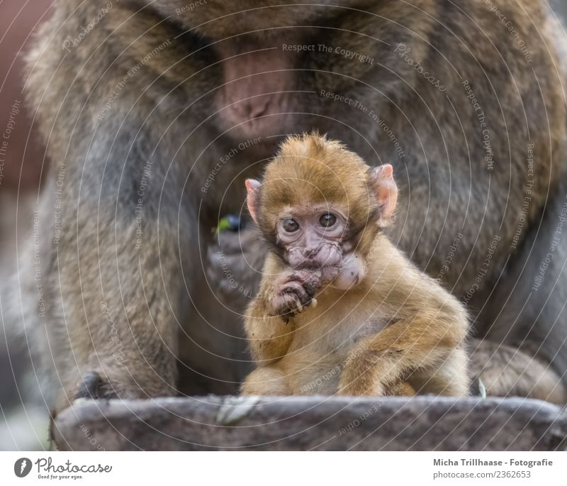 Affenbaby mit Hamsterbacken Ernährung Kindheit Natur Tier Sonne Wildtier Tiergesicht Fell Pfote Berberaffen Äffchen Auge Finger 2 Tierjunges glänzend füttern