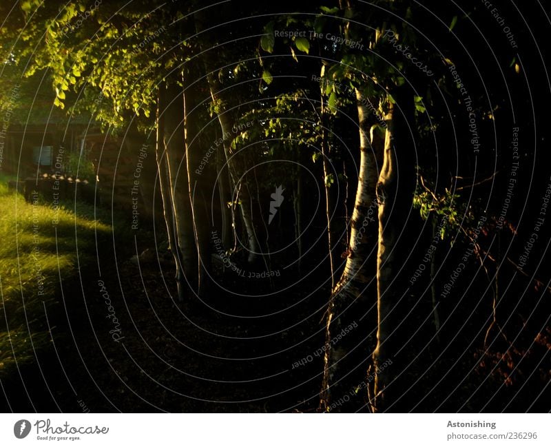 die vorletzten Sonnenstrahlen Umwelt Natur Sonnenlicht Sommer Baum Wiese Hütte Holz schwarz Baumstamm Waldrand Farbfoto Außenaufnahme Menschenleer Abend