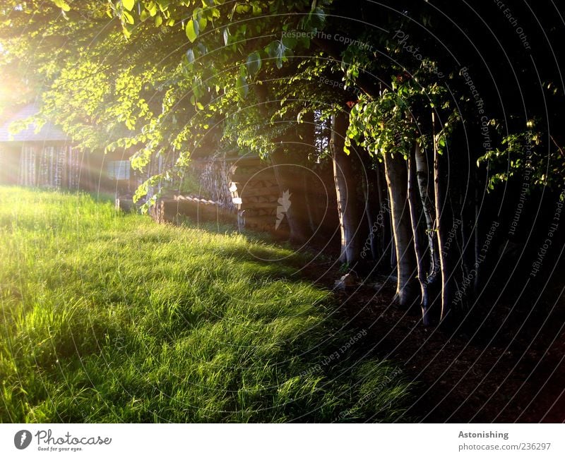 die letzen Sonnenstrahlen Natur Sonnenlicht Sommer Baum Gras Wiese Hütte Holz grün schwarz Baumstamm Blatt Farbfoto Außenaufnahme Menschenleer Abend Dämmerung