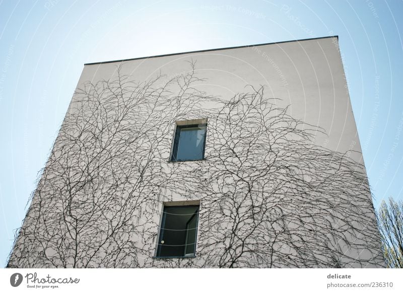 Hochgewachsen Haus Himmel Einfamilienhaus Bauwerk Gebäude Architektur Mauer Wand Fassade Fenster bewachsen 2 Pflanze blau Blauer Himmel Farbfoto Außenaufnahme