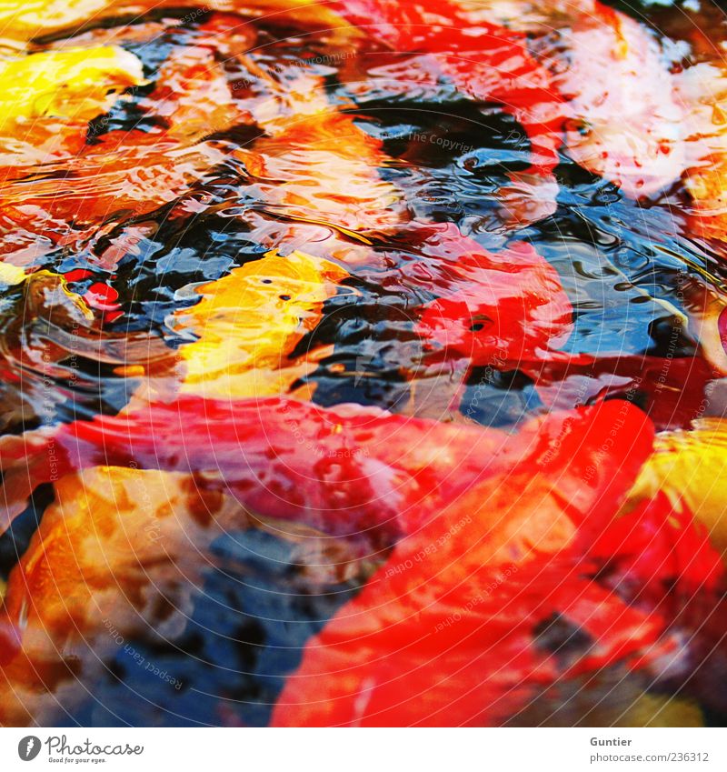 Fischsuppe Tier Haustier Koi Tiergruppe Schwarm Tierfamilie ästhetisch einzigartig wild mehrfarbig gelb gold rot schwarz weiß Wasser Teich Tierzucht