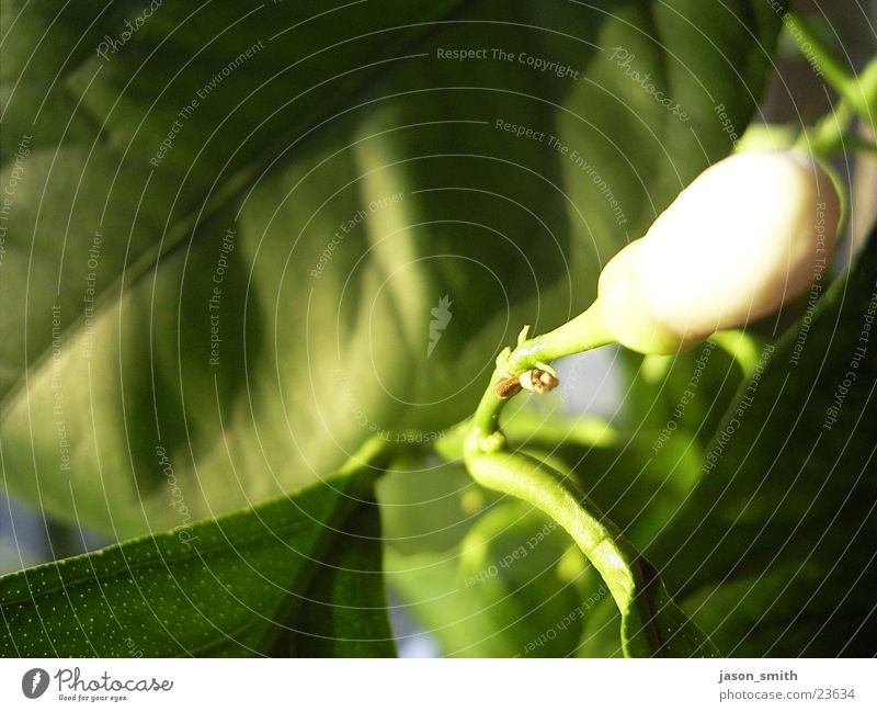 So Greeen Pflanze grün weiß Makroaufnahme Detailaufnahme Blütenknospen Stengel