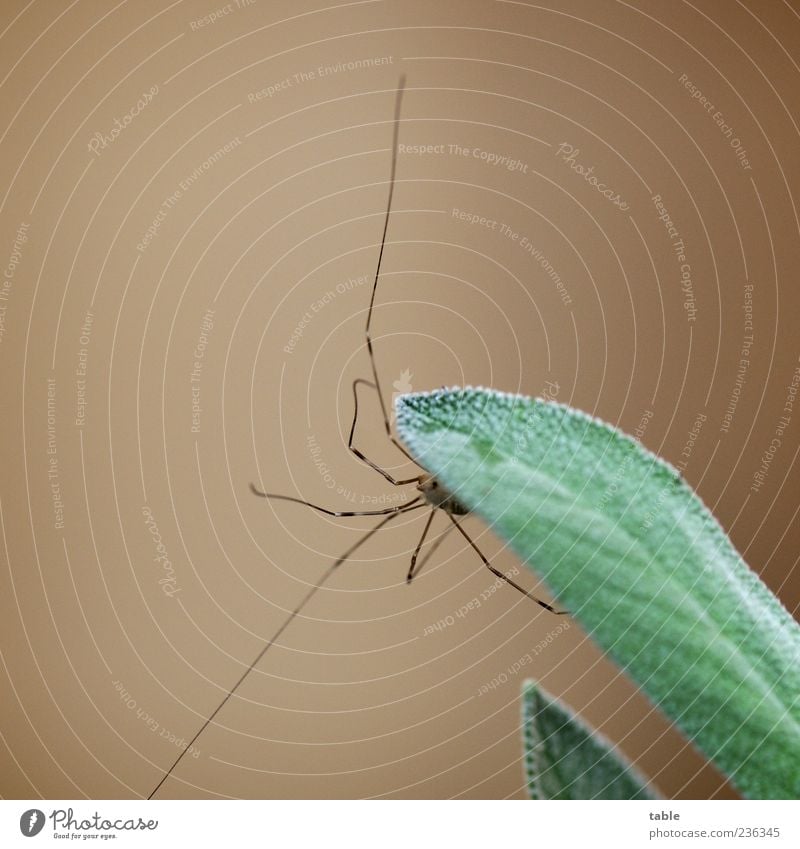 Spinnenbein an Salbeiblatt Lebensmittel Kräuter & Gewürze Bioprodukte Natur Pflanze Grünpflanze Nutzpflanze Tier Wildtier 1 beobachten hängen krabbeln Wachstum