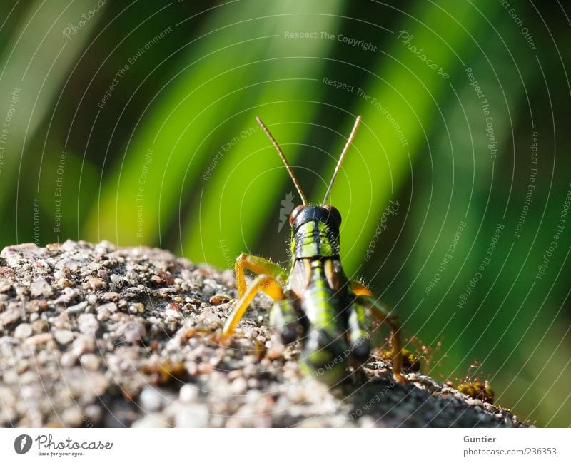 die Flucht ist schon geplant,... Tier Wildtier Heuschrecke Insekt 1 gelb grau grün schwarz beobachten Sonnenbad Gras steinig Stein warten Auge Fühler Beine