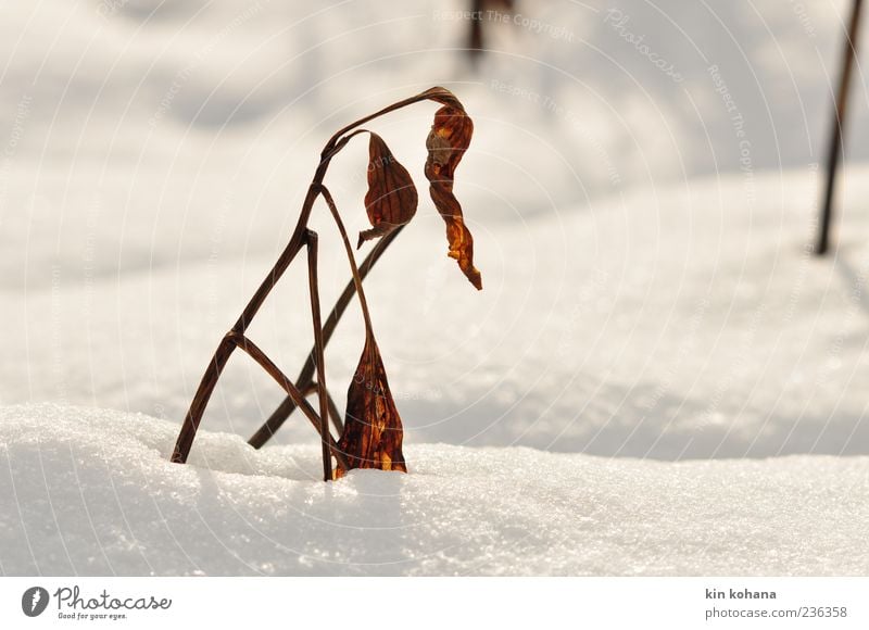 winter Natur Pflanze braun gold weiß Schnee Schneedecke glänzend Blatt welk Farbfoto Außenaufnahme Menschenleer Sonnenlicht Winter Winterlicht Schneelandschaft