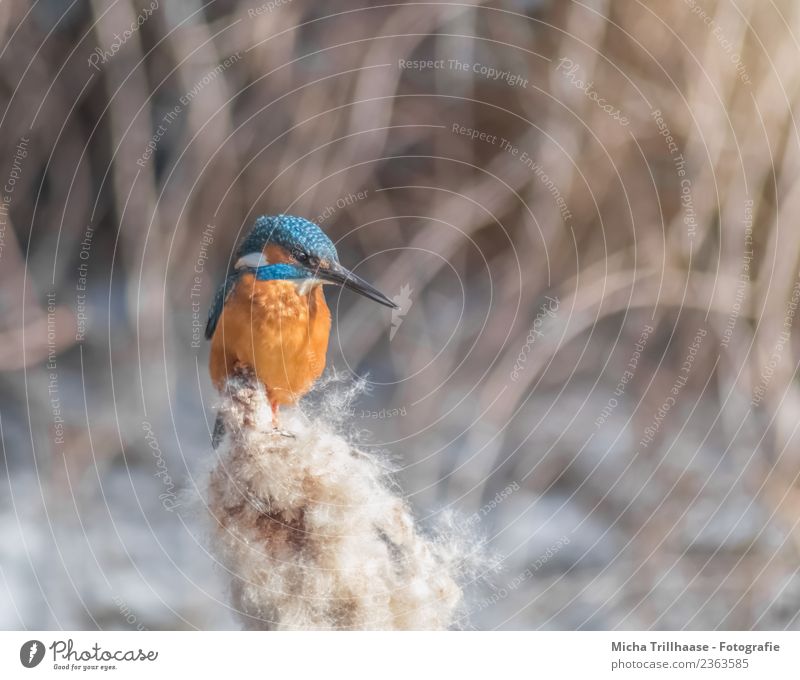 Eisvogel im Schilf Umwelt Natur Tier Sonne Schönes Wetter Pflanze Schilfrohr See Wildtier Vogel Tiergesicht Flügel Eisvögel Schnabel Auge Feder 1 glänzend