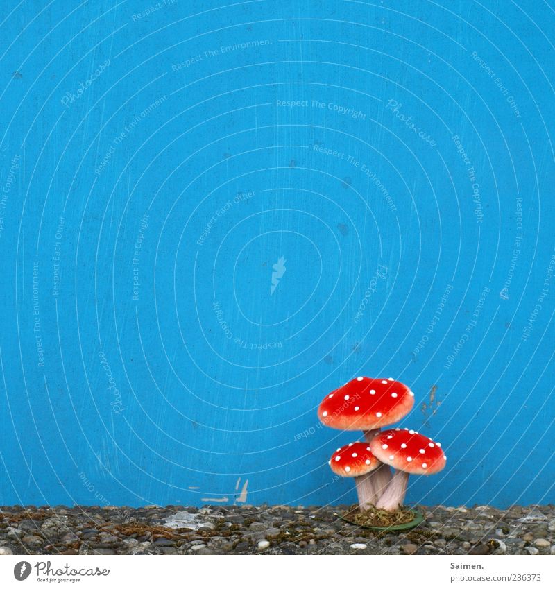 fliegenpilz vor blaugestrichener Hausfassade Mauer Wand Fassade skurril Fliegenpilz Pilz Textfreiraum ruhig gestellt Farbfoto mehrfarbig Außenaufnahme