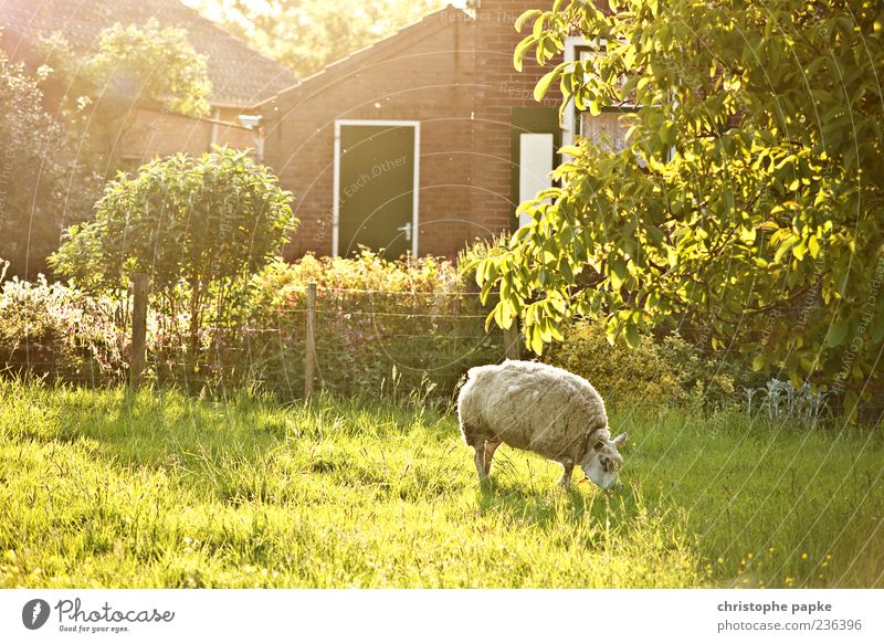 Sonne im Schafspelz Ferien & Urlaub & Reisen Tourismus Sommer Frühling Gras Garten Wiese Dorf Nutztier 1 Tier Fressen hell Wärme Zufriedenheit Bauernhof