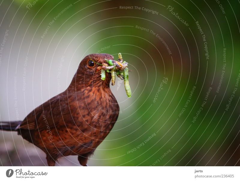 proteine Tier Wildtier Vogel 1 Fressen natürlich Appetit & Hunger Amsel Wurm Raupe Farbfoto Außenaufnahme Nahaufnahme Menschenleer Textfreiraum rechts