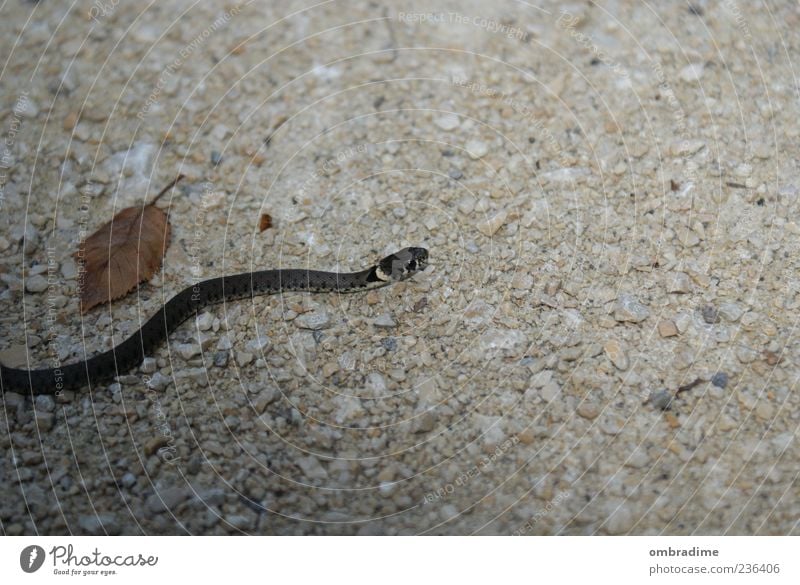 S.N.A.K.E. Umwelt Natur Wildtier Schlange 1 Tier Bewegung biegen Schleichen Überqueren Farbfoto Außenaufnahme Nahaufnahme Textfreiraum rechts Textfreiraum oben