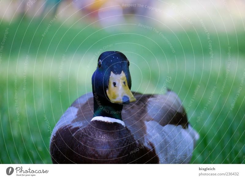 Ente 1 Tier Neugier Wiese Schnabel Farbfoto Außenaufnahme Menschenleer Textfreiraum oben Tag Schwache Tiefenschärfe Natur Gras Feder gefiedert