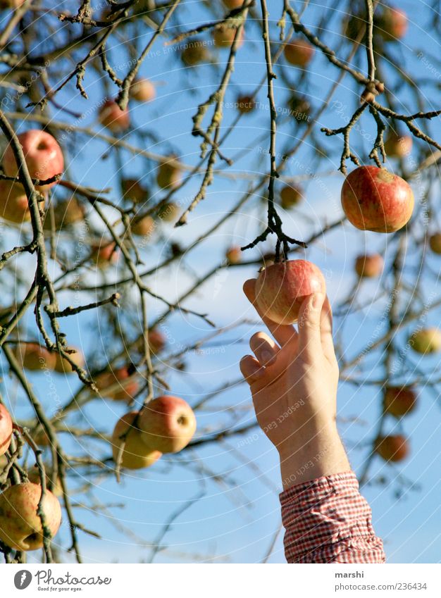 Ich pflück dir was... Lebensmittel Frucht Natur Herbst Baum blau gelb rot pflücken Apfelbaum Ast Hand lecker Apfelernte Farbfoto Außenaufnahme Zweig