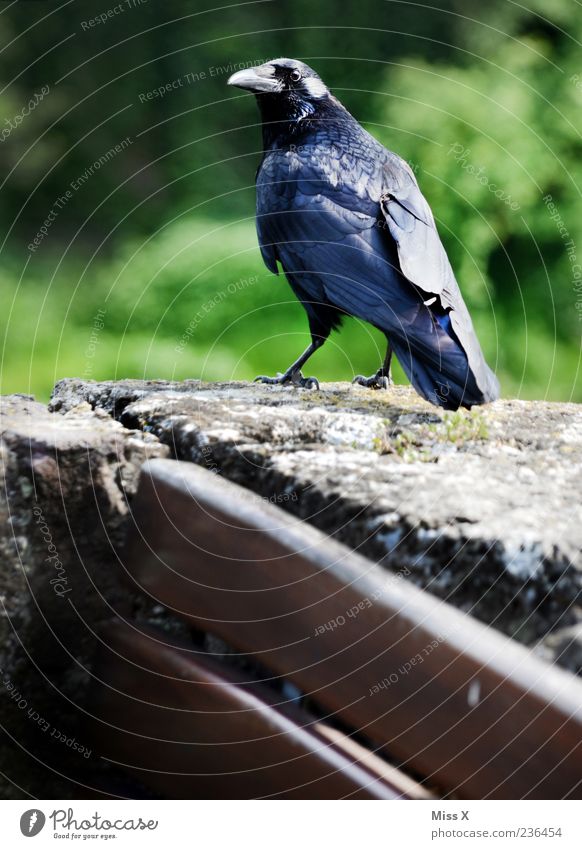 Krähe Park Tier Wildtier Vogel 1 Blick gruselig schwarz Rabenvögel Farbfoto Außenaufnahme Menschenleer Schwache Tiefenschärfe Tierporträt Stein gefiedert Feder