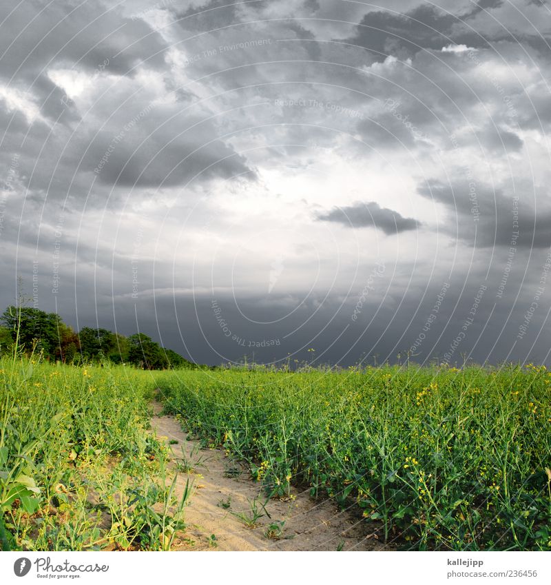 rapsgewitter Umwelt Natur Landschaft Pflanze Erde Sand Himmel Wolken Gewitterwolken Nutzpflanze Feld gelb grün gefährlich Rapsfeld Wachstum Farbfoto mehrfarbig