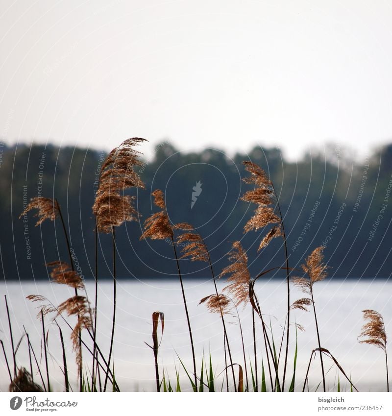 Schilf am See I Schilfrohr Seeufer Scharmützelsee braun filigran Wind Farbfoto Gedeckte Farben Außenaufnahme Menschenleer Textfreiraum oben Tag