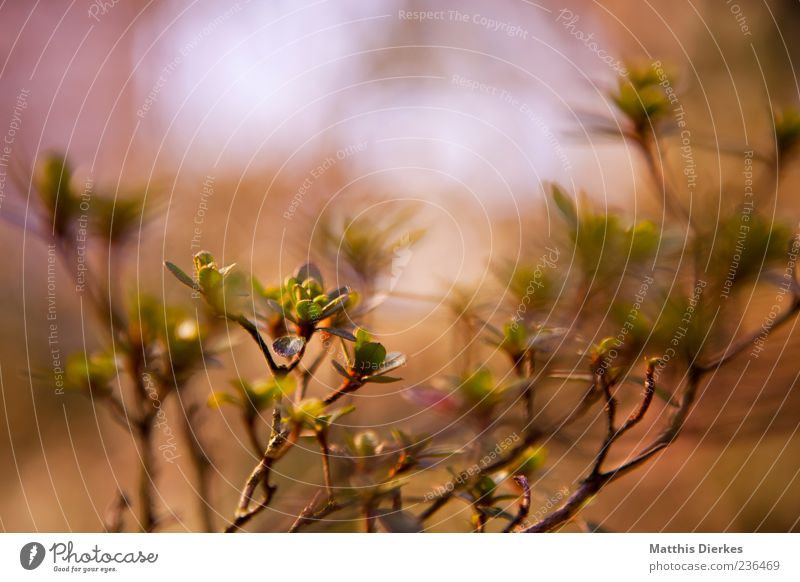 Knospe Umwelt Natur Pflanze Frühling Sommer Schönes Wetter Sträucher Grünpflanze Wildpflanze ästhetisch authentisch schön trist wild braun gelb gold grün