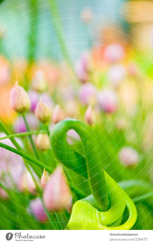 GRÜN KNALLT Kräuter & Gewürze Schnittlauch Leben Natur Pflanze Frühling Blume Sträucher Blüte Wildpflanze Garten Blühend Wachstum außergewöhnlich frisch