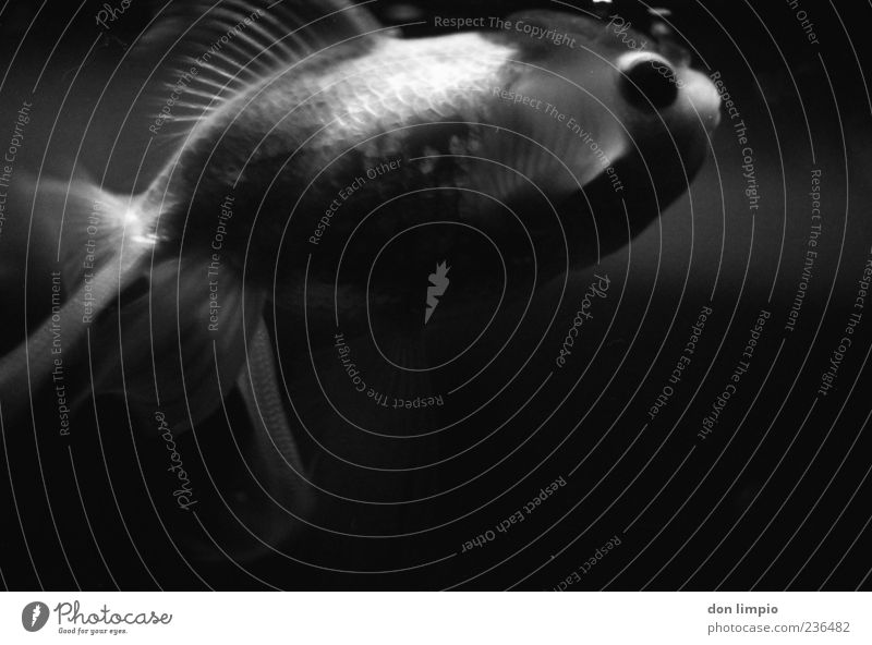 goldfisch in s/w Fisch Aquarium Goldfisch Wasser atmen Schwimmen & Baden tauchen dunkel Flüssigkeit kalt schwarz weiß analog Schwarzweißfoto Detailaufnahme