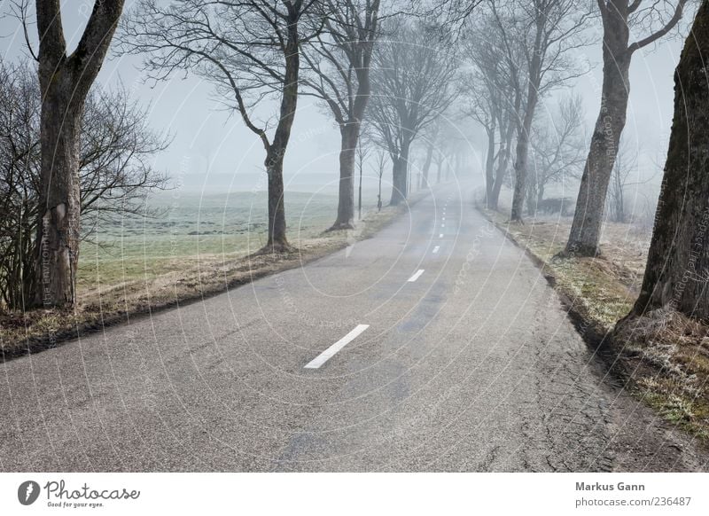 Straße im Morgennebel Natur Nebel Allee Baum Wege & Pfade Wetter Landstraße Farbfoto Gedeckte Farben Außenaufnahme Textfreiraum unten Morgendämmerung Landschaft