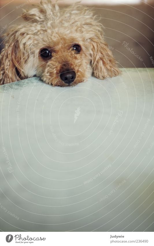 Gibst du mir was zu Fressen? blond Locken Tier Haustier Hund Tiergesicht Pudel Tisch Gefühle Sympathie Tierliebe Treue geduldig Neugier Interesse Hoffnung