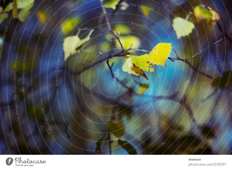 Foto mit gelben Birkenblättchen Natur Herbst Blatt Zweige u. Äste blau Farbfoto Außenaufnahme Menschenleer Textfreiraum links Tag Licht Kontrast Birkenblätter