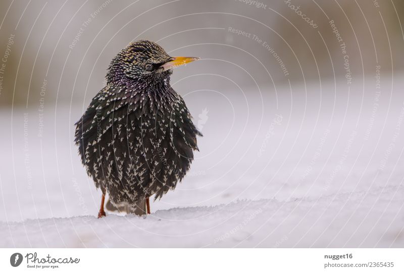 Star im Schnee Umwelt Natur Tier Frühling Herbst Winter Klima Klimawandel Wetter Eis Frost Schneefall Garten Park Wiese Feld Wald Wildtier Vogel Tiergesicht