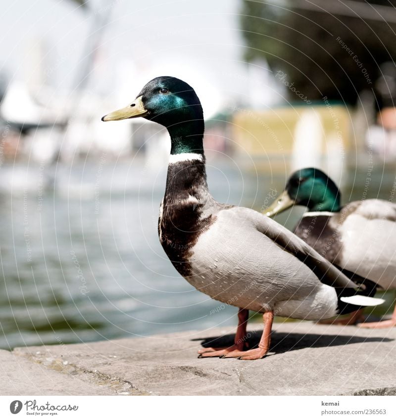 Ein schöner Mann Wasser Sommer Park Tier Wildtier Tiergesicht Flügel Schnabel Ente Erpel Tierfuß Stockente 2 stehen warten Blick Stolz Farbfoto Gedeckte Farben