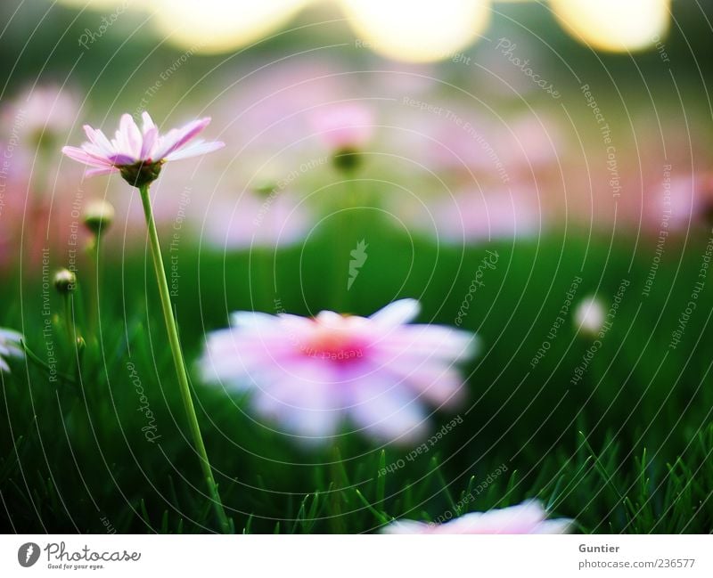 fürs Herz,... Umwelt Pflanze Blume Gras Blatt Blüte Wildpflanze Park Wiese mehrfarbig gelb grün rosa schwarz weiß Freude Frühlingsgefühle Hoffnung Sommer