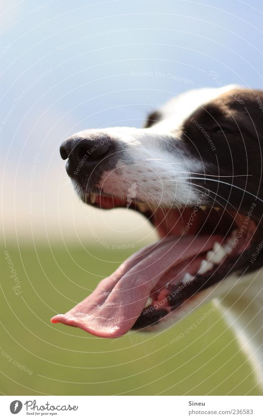 Die längste Zunge der Welt... Himmel Sommer Schönes Wetter Wiese Tier Haustier Hund Tiergesicht 1 heiß Erholung Wärme atmen Farbfoto Außenaufnahme Menschenleer